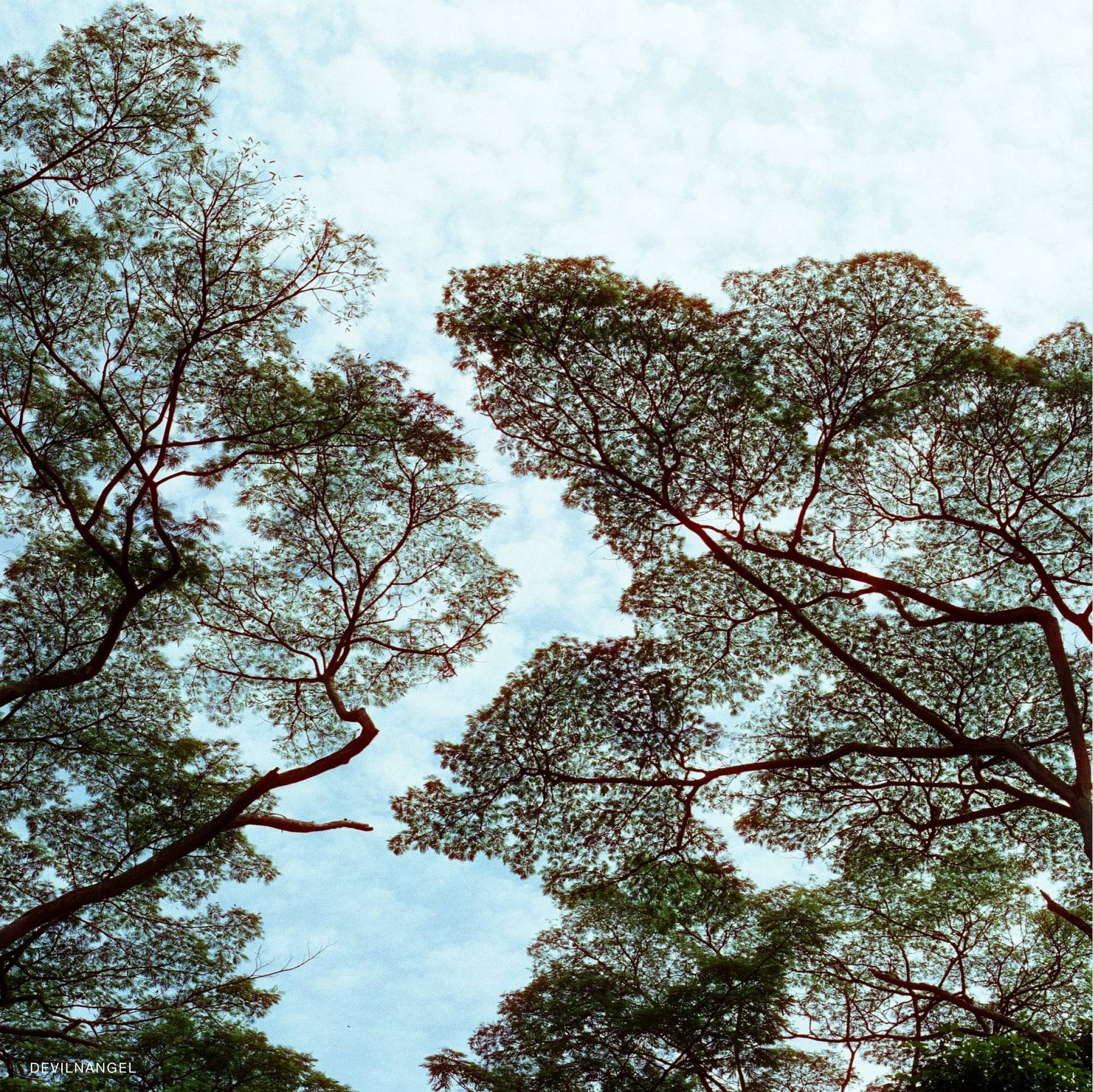 Close-up of developed photos taken with Sora 200D, showcasing rich colors and sharp details.