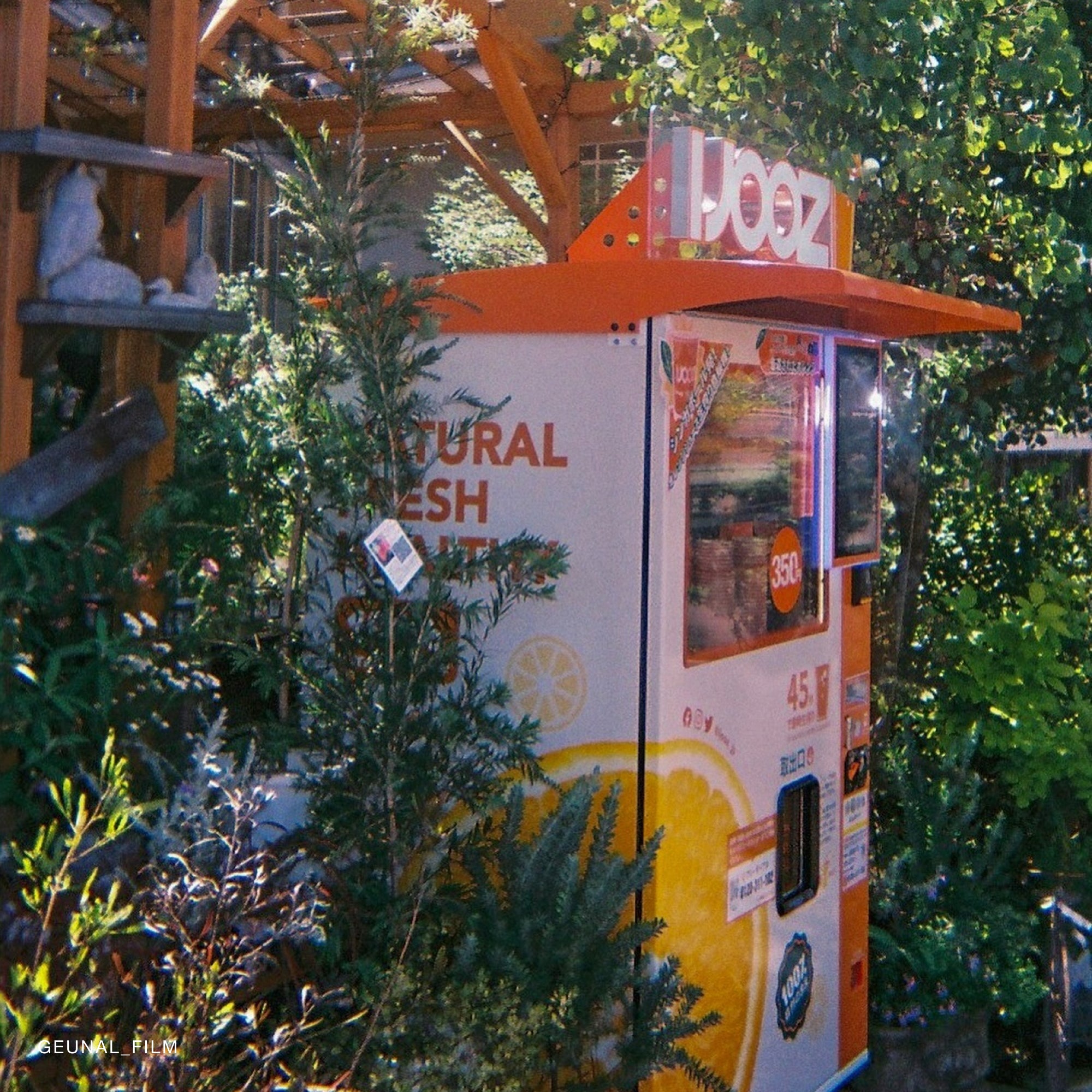 Fujifilm Quicksnap disposable camera in hand during a sunset beach event