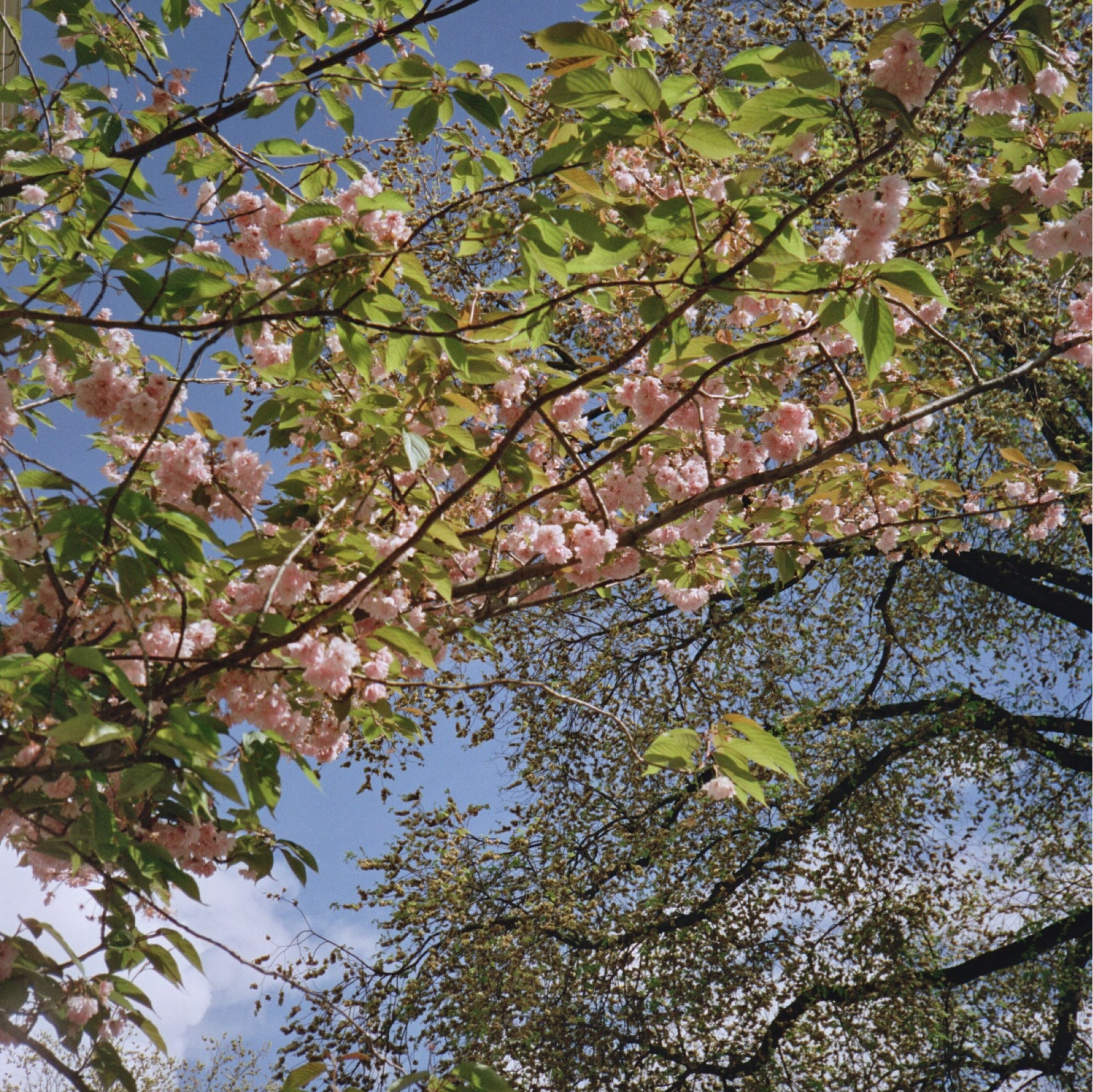 Spring 200 film being developed in C41 process, ideal for vibrant spring photos